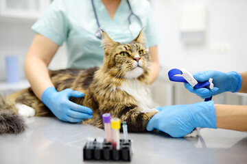 Two professional veterinarians take a blood for test of cat of the breed Maine Coon in veterinary clinic. Health of pet. Care of animal. Pet checkup, tests and vaccination in vet office. - obrazy, fototapety, plakaty