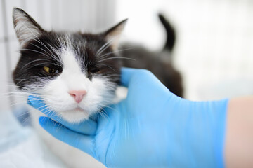 Homeless or lost cat is in vet clinic or animal shelter. Hotels for pets. Overexposure of pets. Protection, treatment, vaccination, adoption of homeless animals. Spay Day