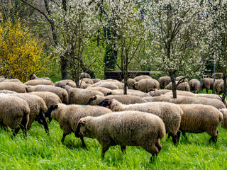 Obraz premium Schafe laufen auf der Strasse