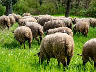 Schafe laufen auf der Strasse