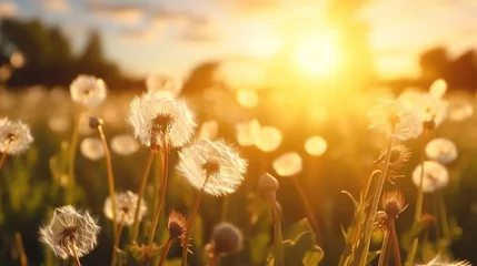 Tuinposter Beautiful fluffy dandelions on the meadow with golden morning sunrise. Nature landscape background. © Alpa