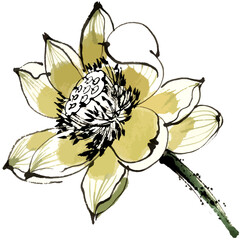 Vector watercolor illustration of lotus flower composition. Chinese ink and wash painting