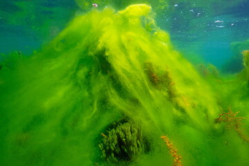Fototapeta na wymiar Algal bloom in the ocean, filamentous algae underwater in the Eastern Atlantic, natural scene, Spain, Galicia, Rias Baixas