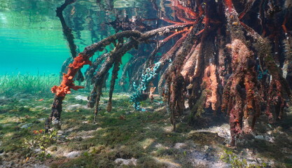 Roots of mangrove tree underwater in the sea, natural scene, Caribbean sea, Panama, Central America