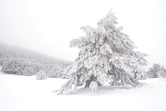 Snow-covered Aleppo pines in Guadarrama National Park