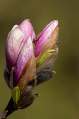 Pink Magnolia flowers blooming in the spring - 775428527