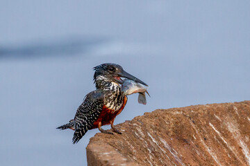 Giant Kingfisher in South Africa - 775428554