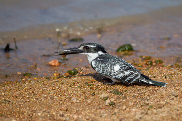 Giant Kingfisher in South Africa - 775428560
