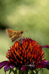 Skipper butterfly on flower - 775428997