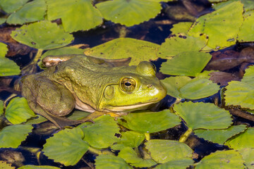 Green frogs on pond - 775429168