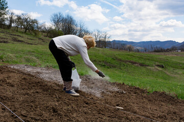 Woman manually spreads wood ash on furrows in a field to combat pests and enrich the soil with...
