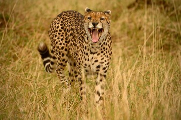 Cheetah in Serengeti, Tanzania.