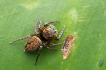 Salticidae Spider on a Leaf