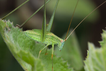 Broad-leafed Katydid on Green Foliage