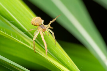 Crab Spider (Thomisus pugilis) on Leaf, Indian Fauna