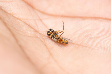 Dead Hoverfly (Eristalis transversa) in Human Hand, India
