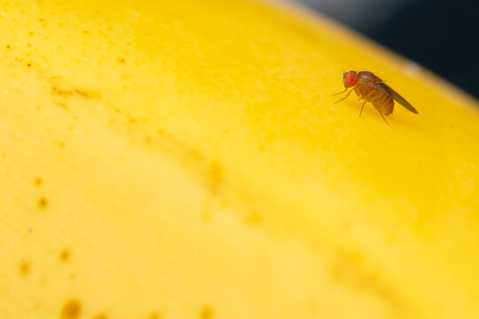 Drosophila Melanogaster on Yellow Background, Macro Shot
