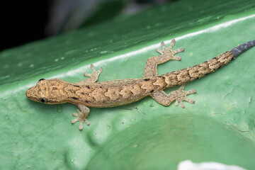 Mediterranean House Gecko (Hemidactylus turcicus) in Singapore