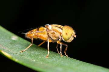 Dotted Eye Hoverfly on Leaf, Pune, India