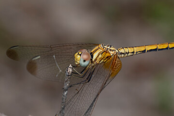Golden-winged Skimmer, Pune, India
