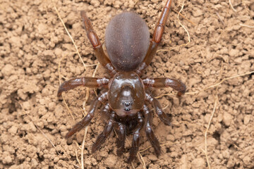 Trapdoor Spider in Soil, Bhimashankar, India