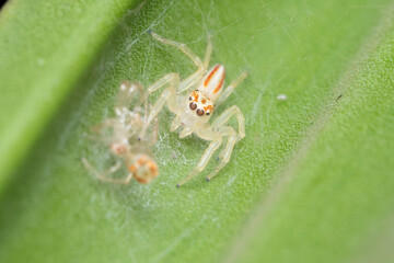 Freshly Molted Tealonia Dimidiata Spider