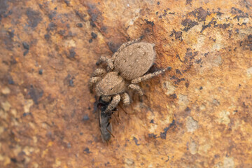 Langona Tartarica Spider with Prey