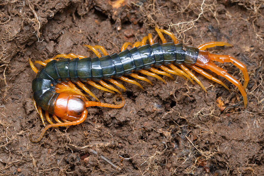 Giant Centipede in Natural Habitat, Satara
