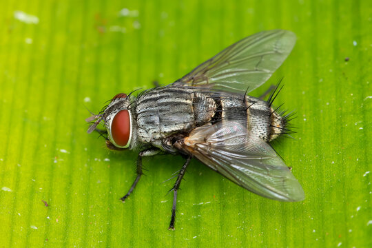 Flesh Fly on Greenery, Pune, India