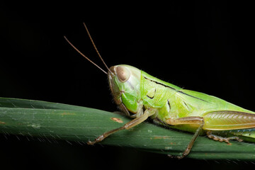 Juvenile Hieroglyphus Banian Grasshoppe