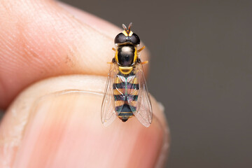 Hoverfly Resting on Fingertip