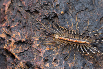 Centipede on Rocky Terrain