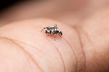 Wasp Mimic Jumping Spider on Hand