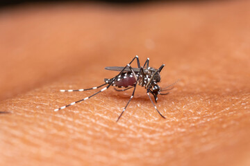 Anopheles Mosquito Feeding on Human