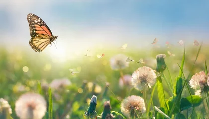  fresh green grass clover dandelion flowers and flying butterfly against blue sky in summer morning at dawn sunrise in rays of sunlight in nature macro panoramic view landscape copy space © Aedan