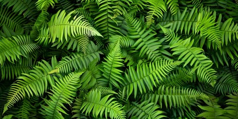 Fototapeta na wymiar A lush green fern with many leaves