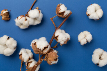 Branch of cotton flowers on color background, top view