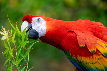 red and yellow macaw - 775434188