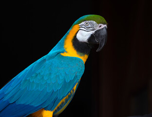 blue and yellow macaw - 775434303