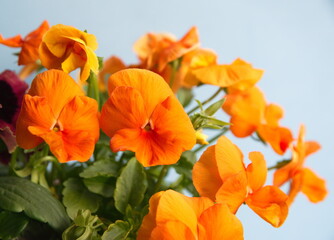 Obraz na płótnie Canvas Orange pansy flowerbed, garden flowers in bloom