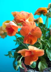  Orange pansy flowerbed,  garden flowers in bloom, on turquoise background © Dana
