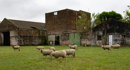 Sheeps grazing with an old barn in the background on a farm on a quiet afternoon.