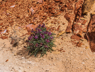 Wild desert flower growing at Capitol Reef National Park.