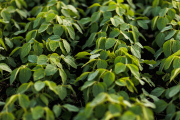 Agriculture. Soybean green plants growing in rows in cultivated field. Organic farming. Agricultural soy vegetable plantation, healthy food. Modern agribusiness. Bio lifestyle farmland