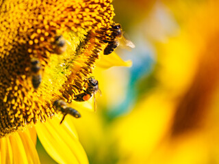 Honey bee collecting pollen at yellow flower. close up