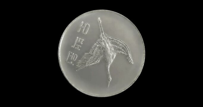Obverse of South Korea coin 500 won 1991, isolated in black background. Loopable animation in 4k resolution video.