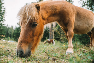  pony close-up eats grass in a pasture in Austria. Pony nibbles grass close-up.Little cute red. Pony farm in Lungau, Austria  - 775442193