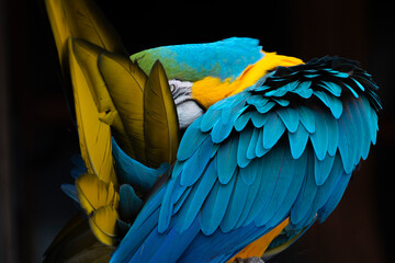 blue and yellow macaw - 775442558