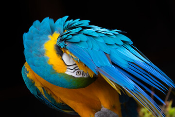 blue and yellow macaw - 775442562