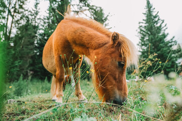 Red pony close-up eats grass in a pasture.Pony farm in Lungau, Austria. Pony grazing in the paddock...